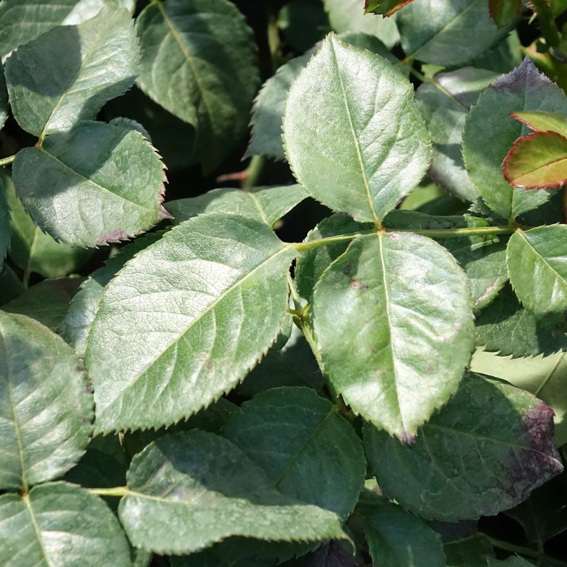 Rosa Oriental Peace, Climbing - Climbing Rose (Foliage)