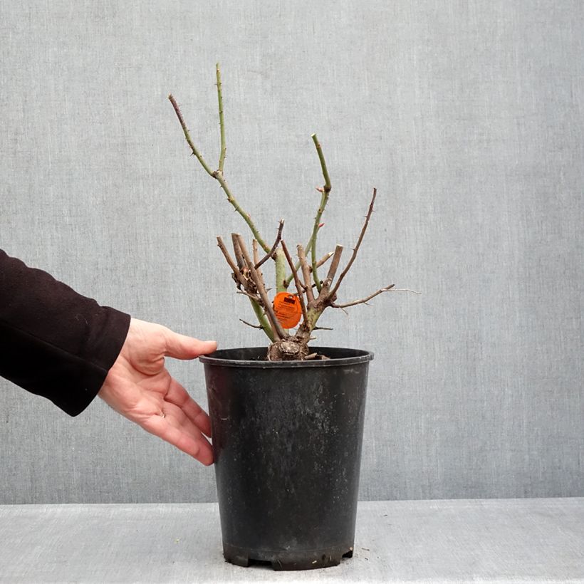 Rosa Oriental Peace, Climbing - Climbing Rose 4L/5L pot sample as delivered in winter