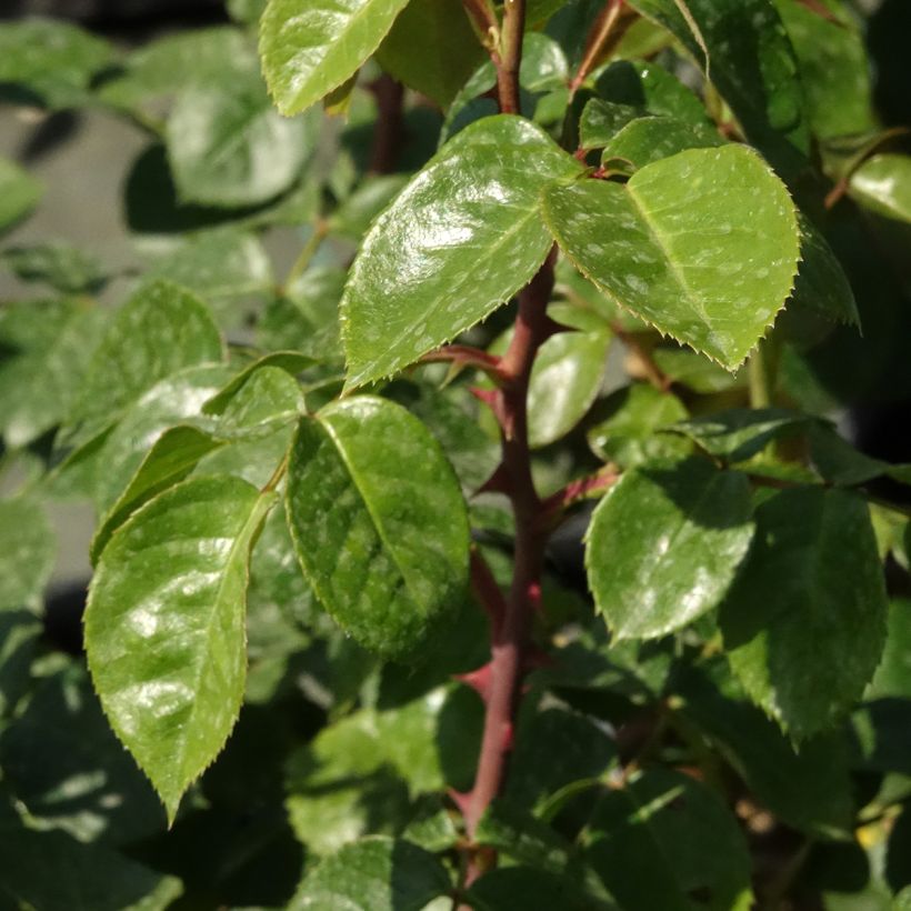 Rosa Ozeana - Climbing Rose (Foliage)