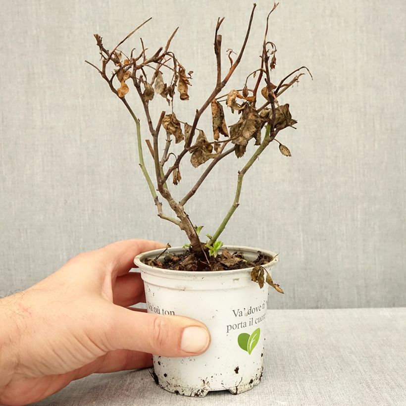 Rosa Palais Royal 10cm/11cm pot sample as delivered in autumn