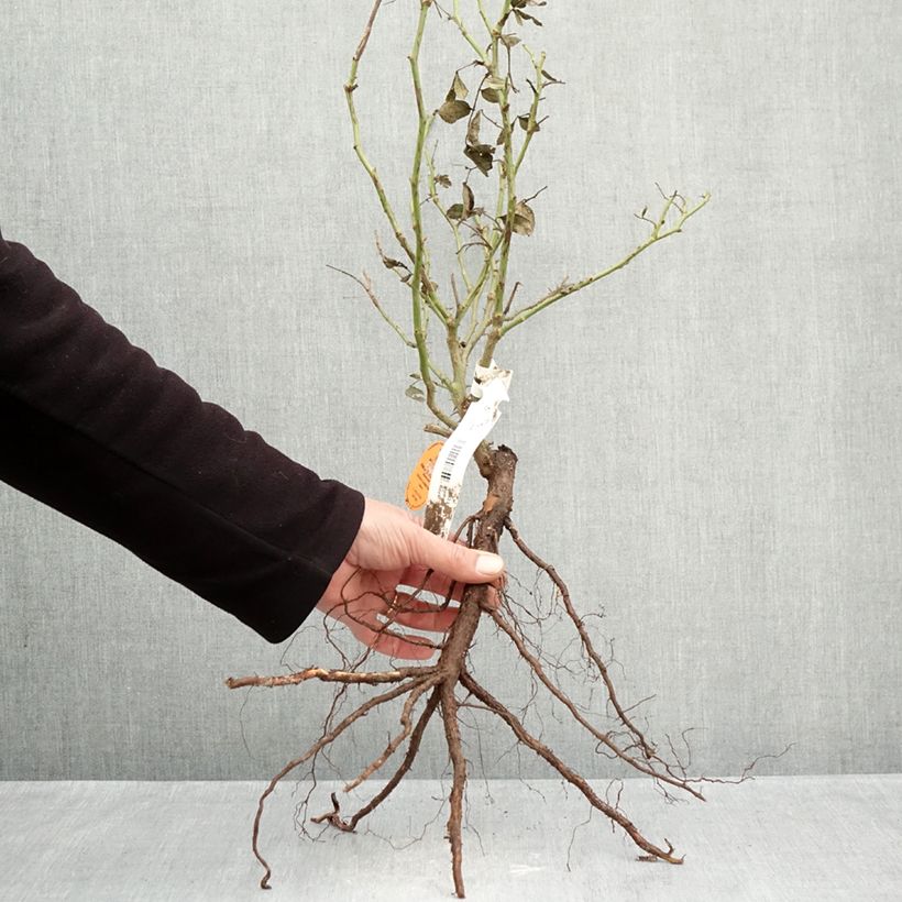 Rosa Palais Royal Bare root sample as delivered in winter