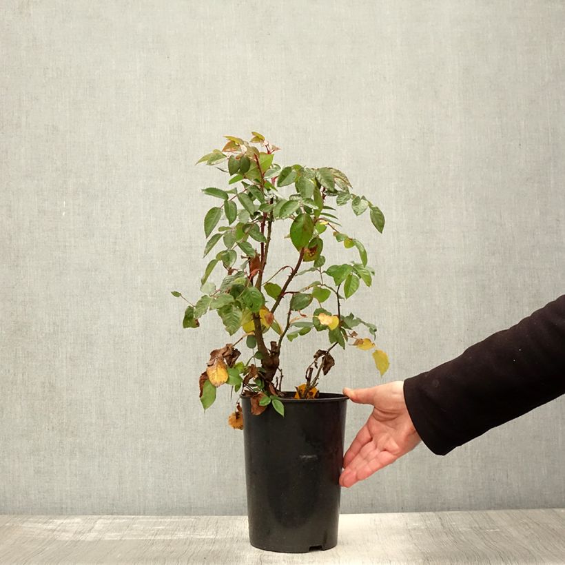 Rosa 'Kiss me Kate' Klettermaxe -Climbing Rose 4L/5L pot sample as delivered in autumn