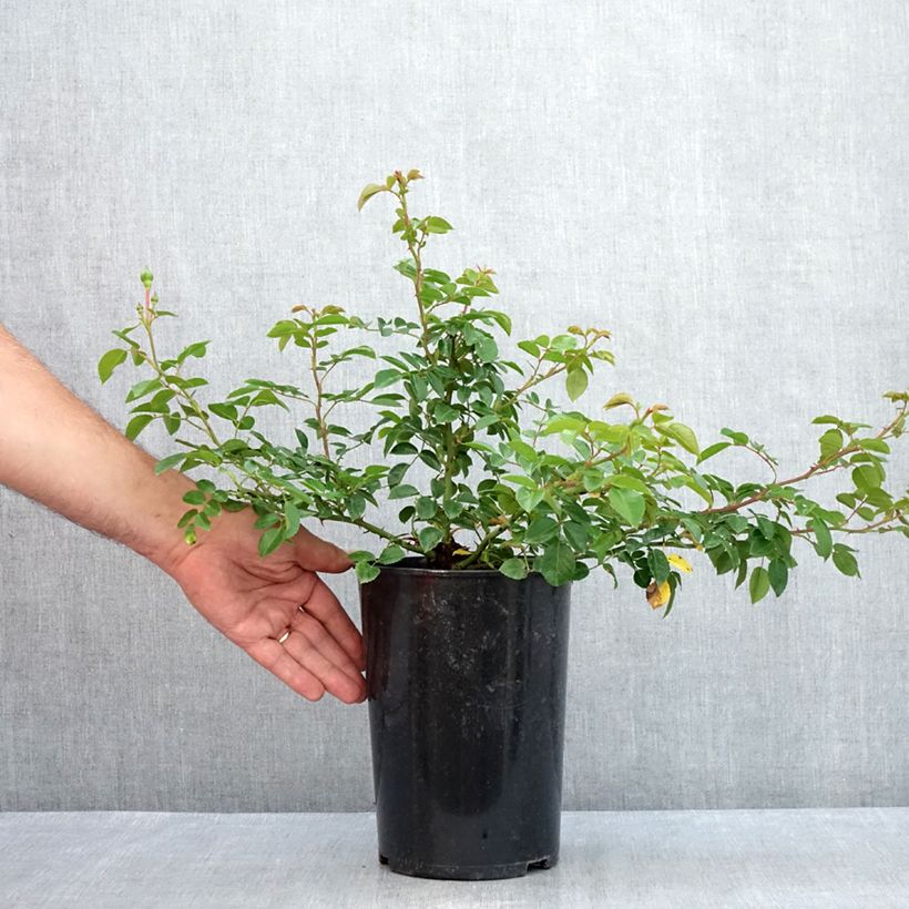 Rosa x wichuraiana 'Paul Transon' - Rambling Rose 4L/5L pot sample as delivered in summer