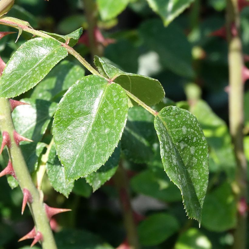 Rosa Penny Lane (Foliage)