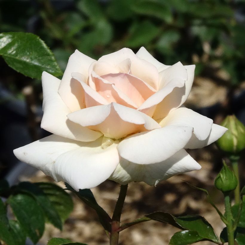 Rosa Penny Lane (Flowering)