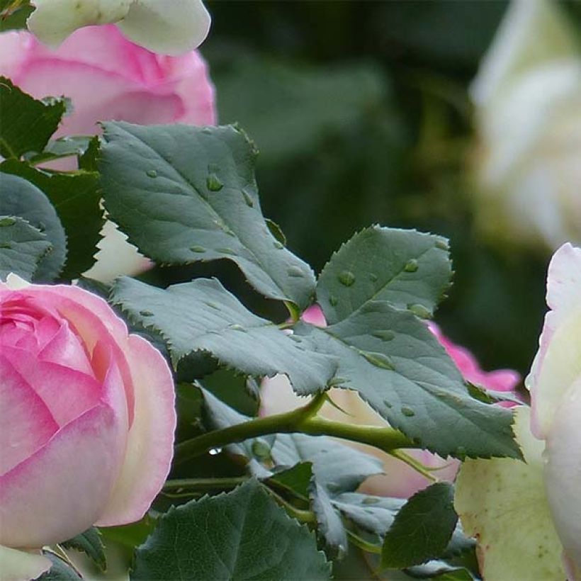 Rosa Pierre de Ronsard - Climbing Rose (Foliage)