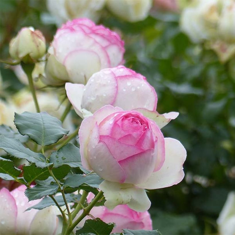 Rosa Pierre de Ronsard - Climbing Rose (Flowering)