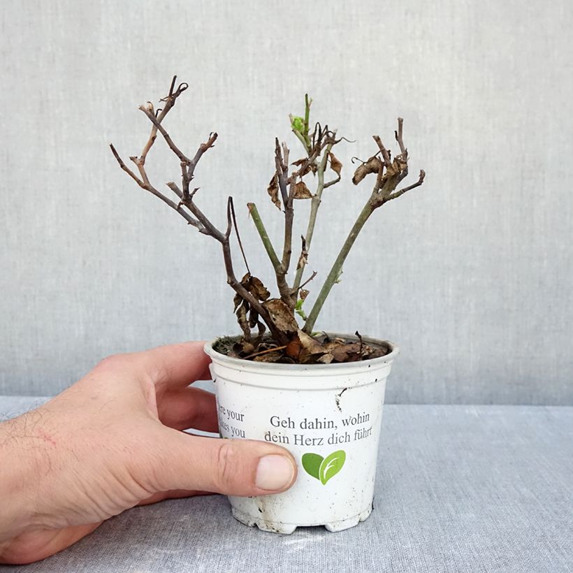 Rosa  Pierre de Ronsard - Climbing Rose 10cm/11cm pot sample as delivered in autumn