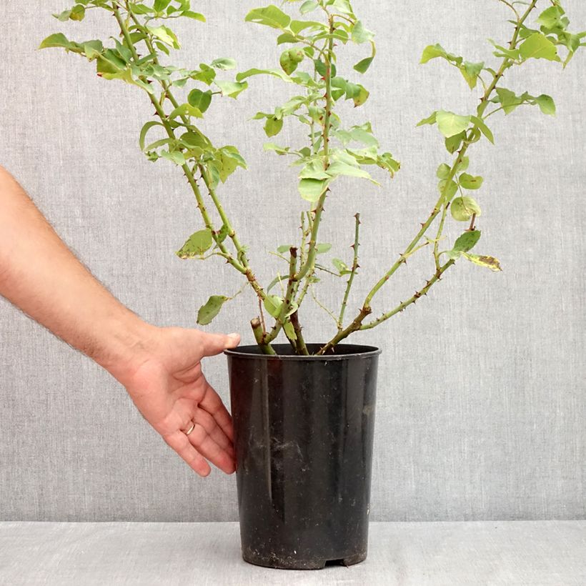 Rosa 'Pink Cloud' - Climbing Rose 4L/5L pot sample as delivered in summer