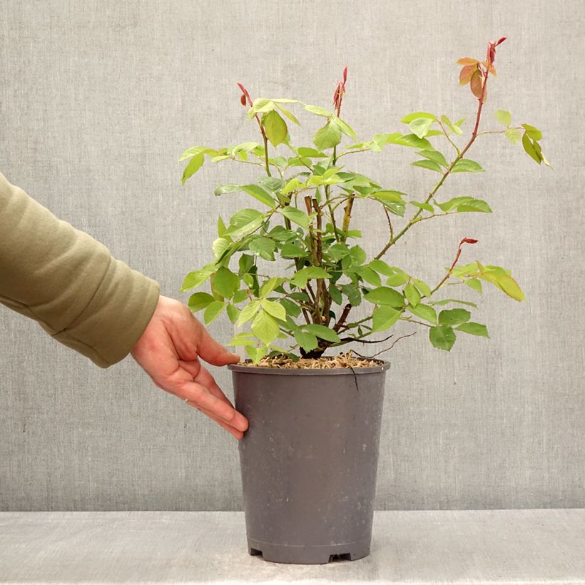 Rosa 'Roi de Siam' - Climbing Rose 4L/5L pot sample as delivered in spring