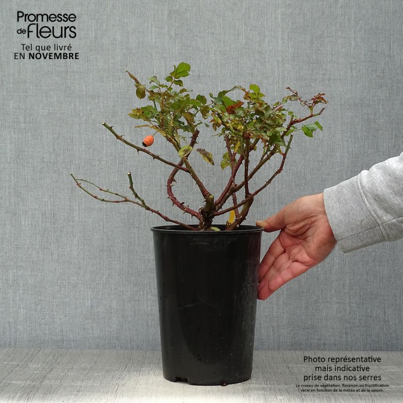 Rosa x floribunda 'Rosarium Uetersen' - Floribunda Rose 4L/5L pot sample as delivered in autumn