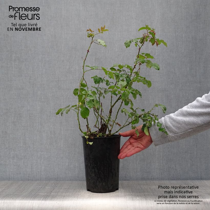 Rosa x floribunda 'Rose de Tolbiac' Klettermaxe Climbing Rose  4L/5L pot sample as delivered in autumn