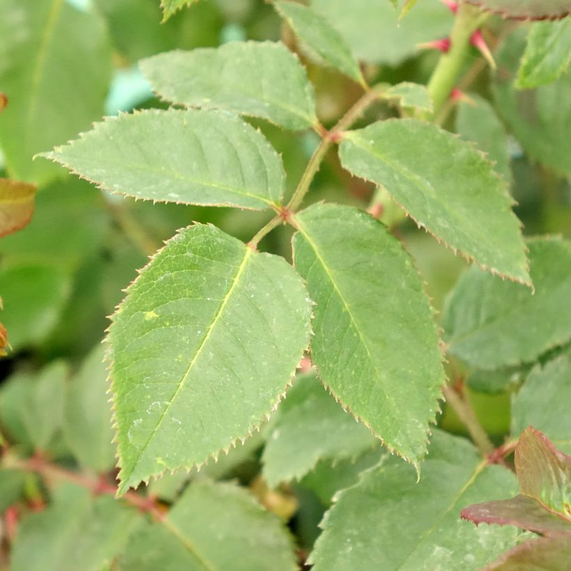 Rosa x floribunda 'Rose de Tolbiac' Klettermaxe Climbing Rose  (Foliage)