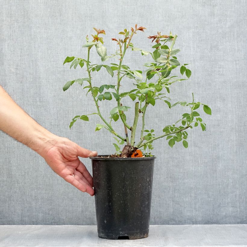 Rosa Sabrina - Climbing Rose 4L/5L pot sample as delivered in summer