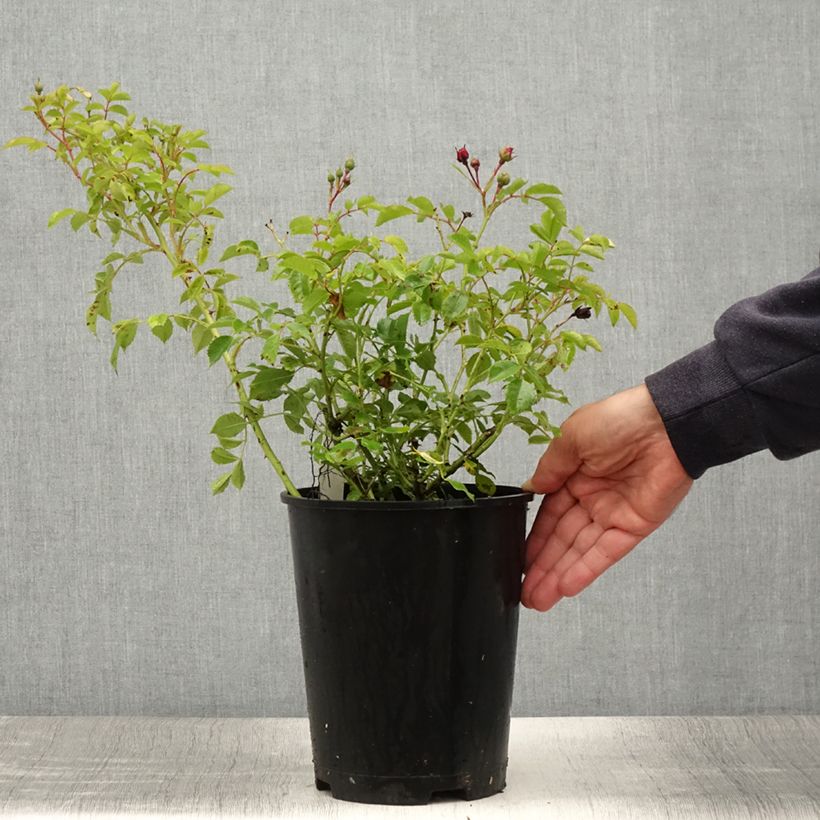 Rosa 'Crimson Siluetta' - Climbing Rose 4L/5L pot sample as delivered in summer