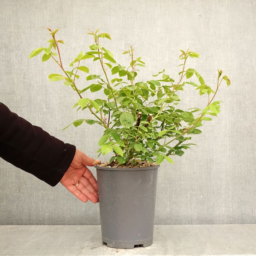 Rosa 'Sourire d'Orchidée' - Climbing Rose 4L/5L pot sample as delivered in spring