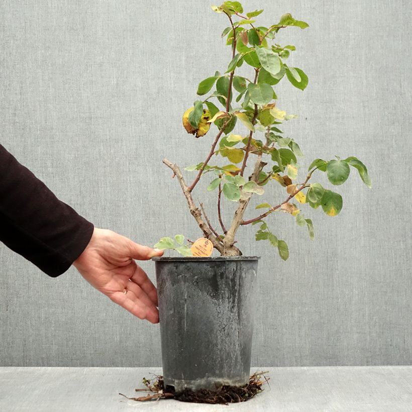 Rosa Yves Piaget Climbing - Climbing Rose 4L/5L pot sample as delivered in autumn