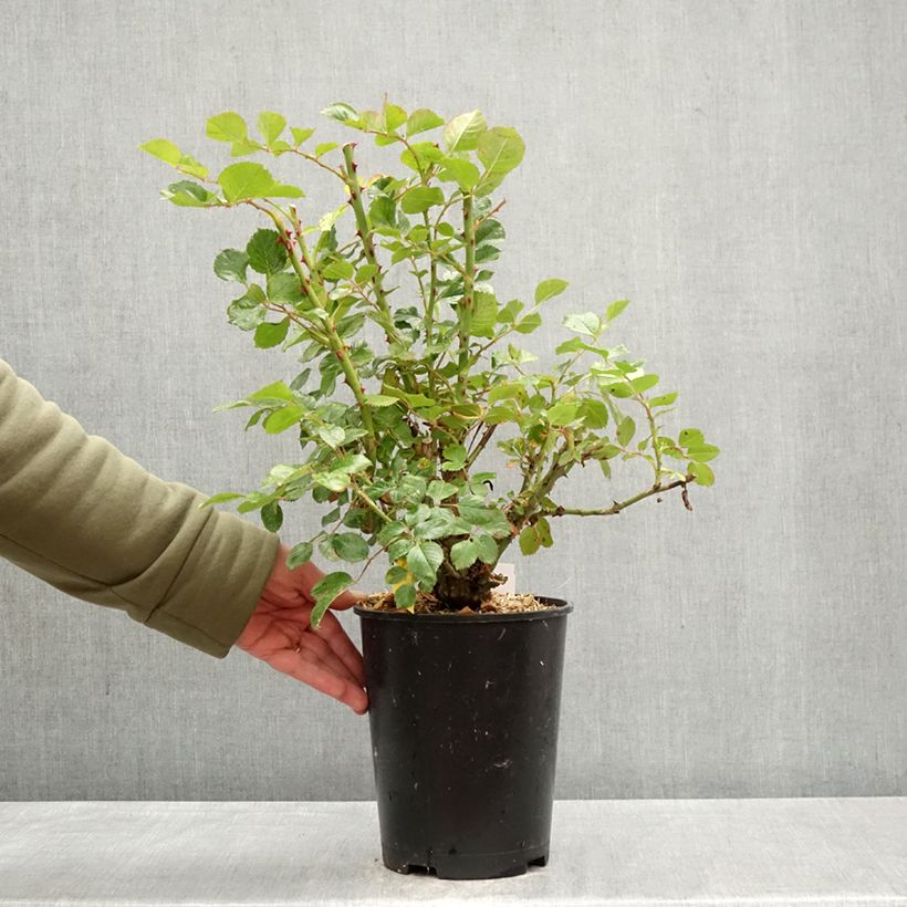 Rosa Zephyr - Climber 4L/5L pot sample as delivered in spring