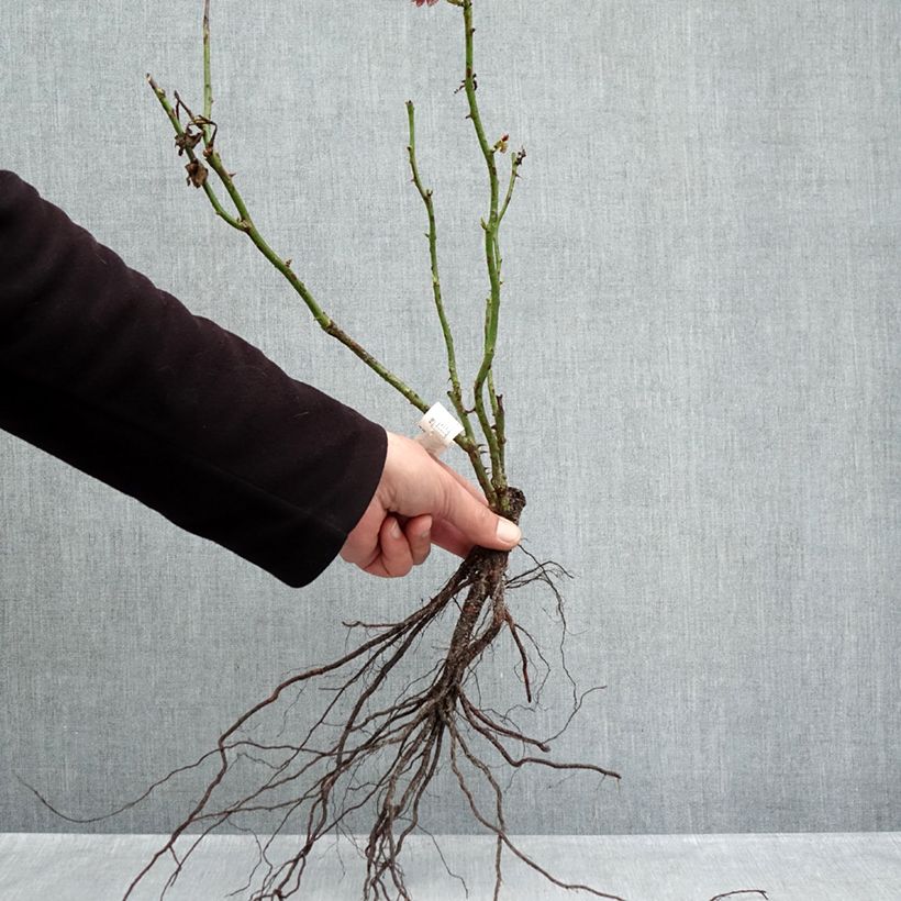 Rosa x floribunda Jubilé du Prince de Monaco - Floribunda Rose Bare root sample as delivered in winter