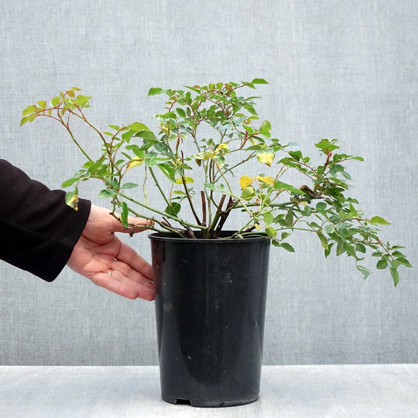 Rosa x wichuraiana François Juranville - Climbing Rose 4L/5L pot sample as delivered in autumn