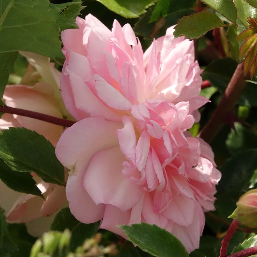 Rosa x wichuraiana François Juranville - Climbing Rose (Flowering)