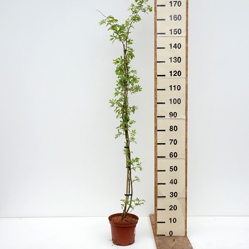 Rosa Goldfinch - Rambling rose 4L/5L pot sample as delivered in spring