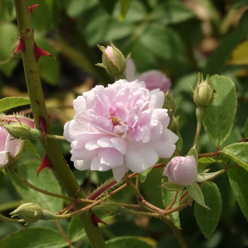 Rosa x moschata 'Paul's Himalayan Musk' - Rambling Rose (Flowering)