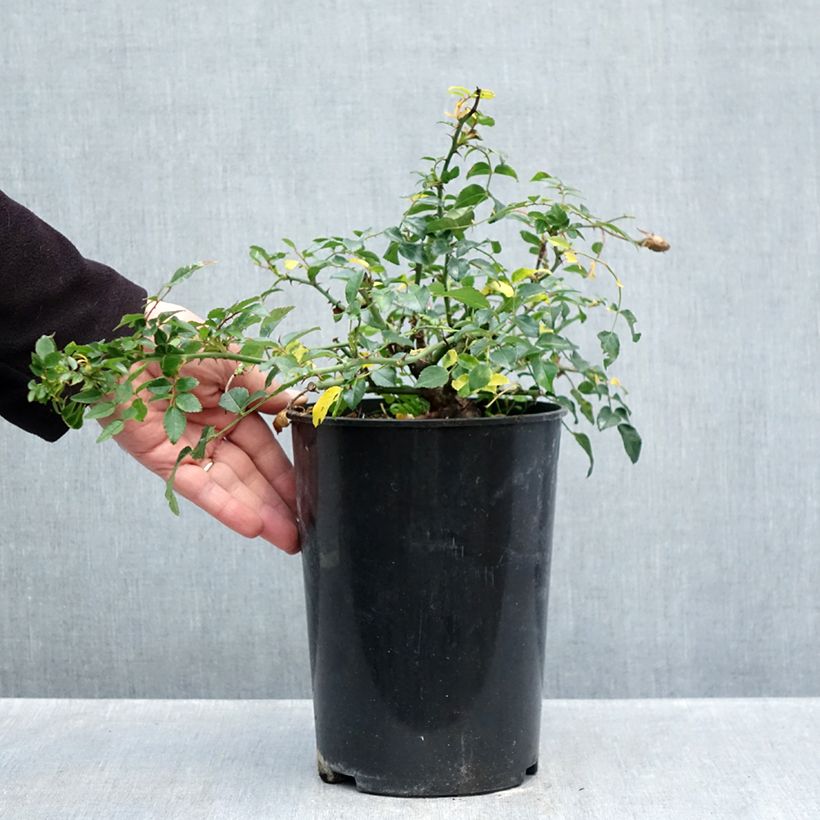 Rosa x wichuraiana 'Sander's White Rambler' - Rambling Rose 4L/5L pot sample as delivered in autumn