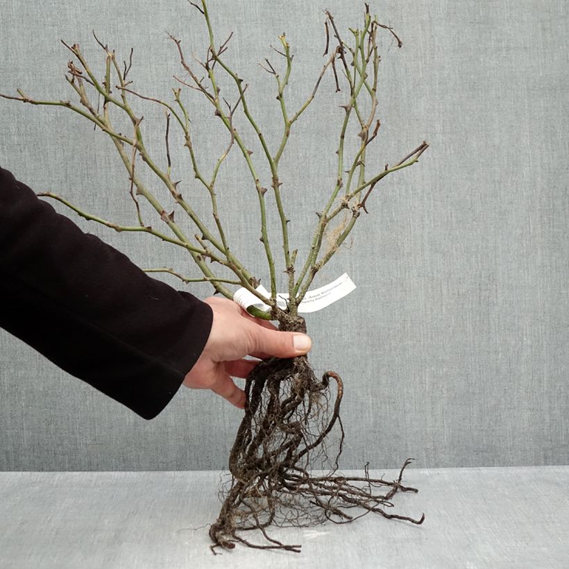 Rosa 'Pink Chantilly' - Shrub Rose Bare root sample as delivered in winter