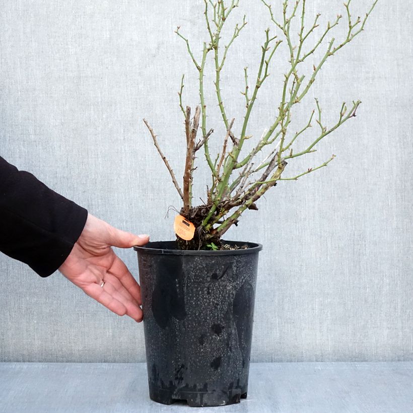 Rosa x polyantha Belle Symphonie - Rosa polyantha Baby Baccara - Polyantha Rose 4L/5L pot sample as delivered in winter