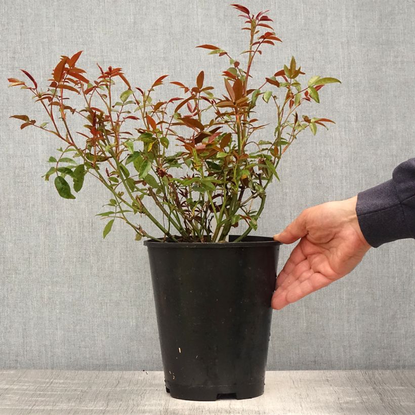 Rosa x polyantha Fête des Mères Orange (Orange Morsdag) 3L/4L pot sample as delivered in spring