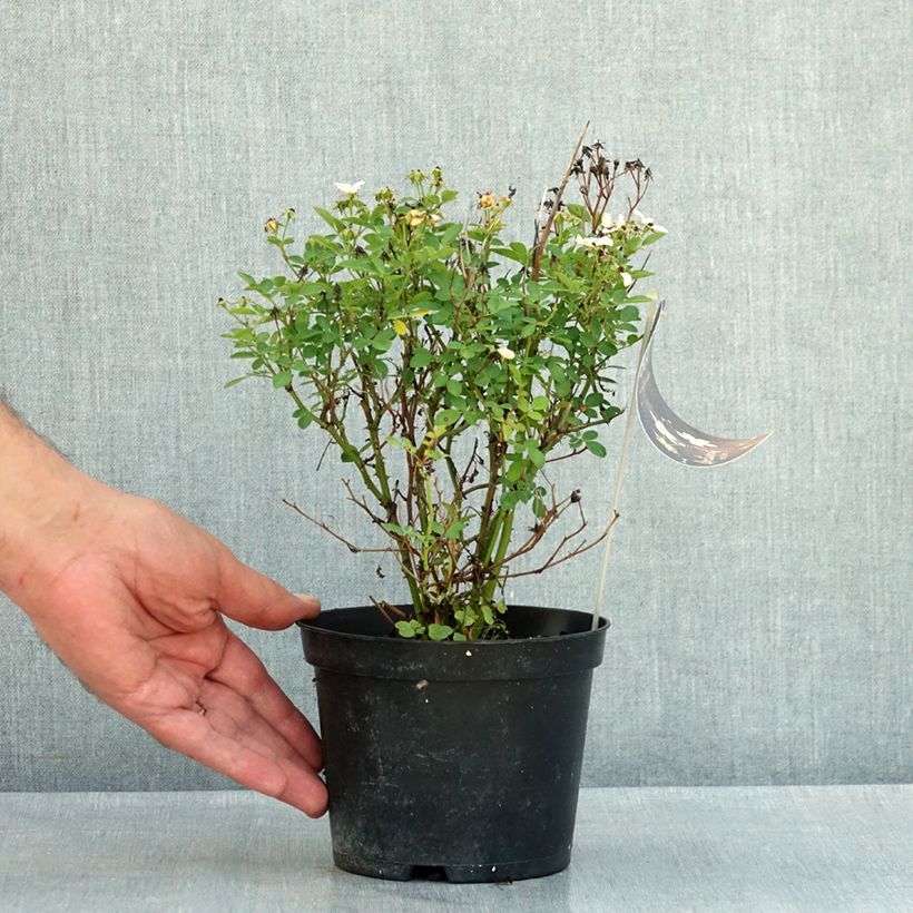 Rosa x polyantha GALAXY Arcturus - Miniature Rose 1.5L/2L pot sample as delivered in summer