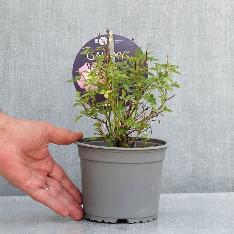 Rosa x polyantha GALAXY Vega - Miniature Rose 1.5L/2L pot sample as delivered in summer