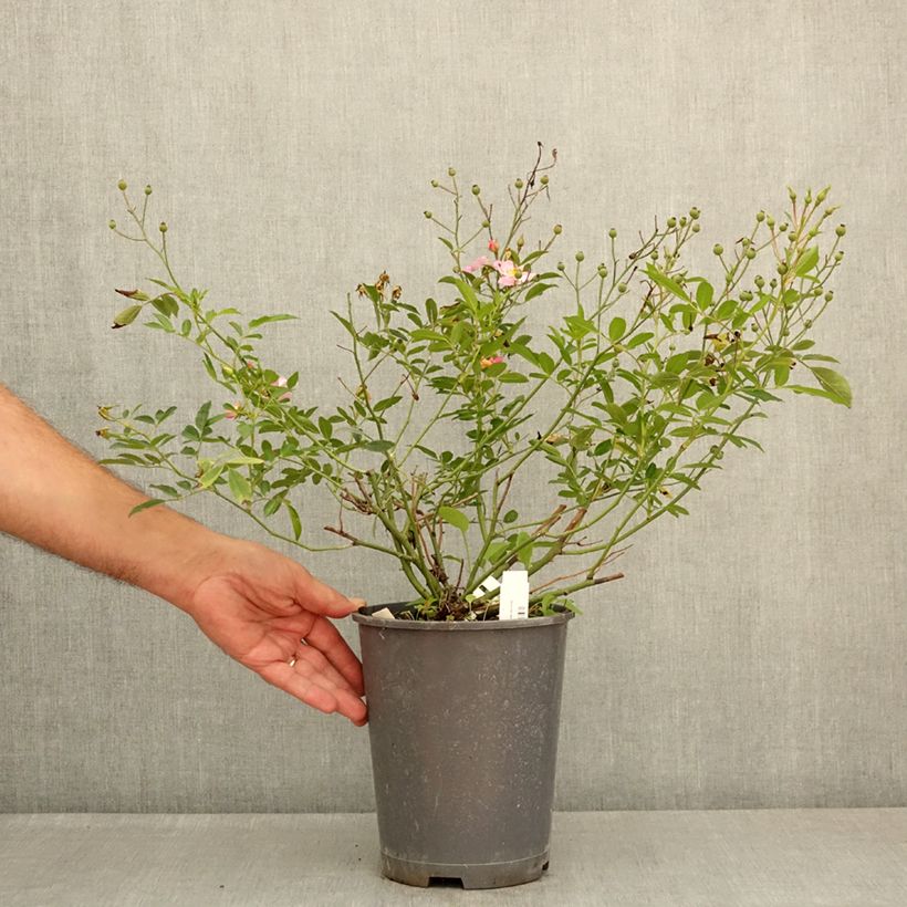 Rosa x moschata Ma Fille Sara - Groundcover Rose 4L/5L pot sample as delivered in summer