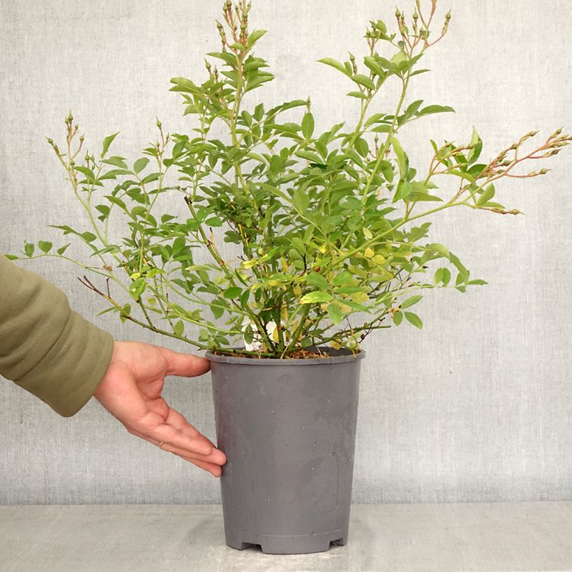 Rosa x moschata Ma Fille Sara - Groundcover Rose 4L/5L pot sample as delivered in spring
