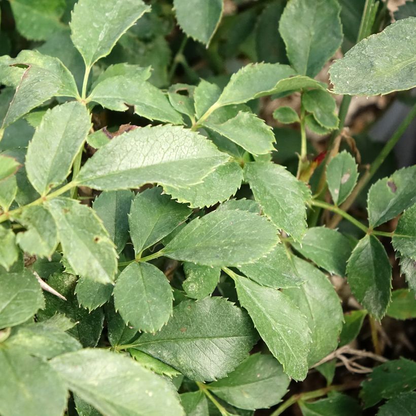 Rosa x polyantha Tilt Symphonie - Polyantha Rose (Foliage)