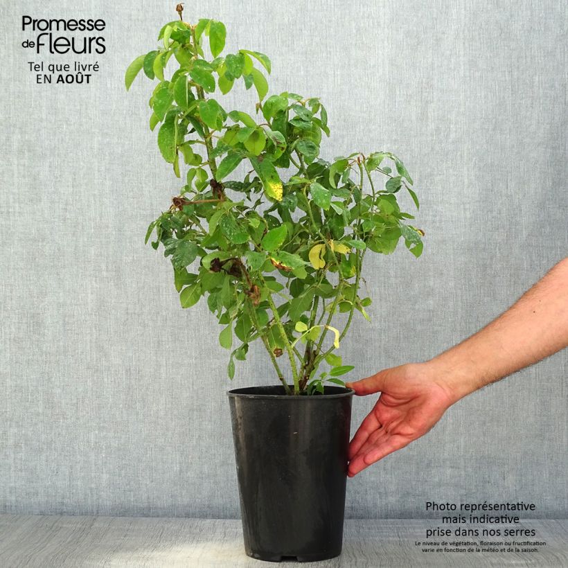Rosa x Portland Madame Boll 4L/5L pot sample as delivered in summer