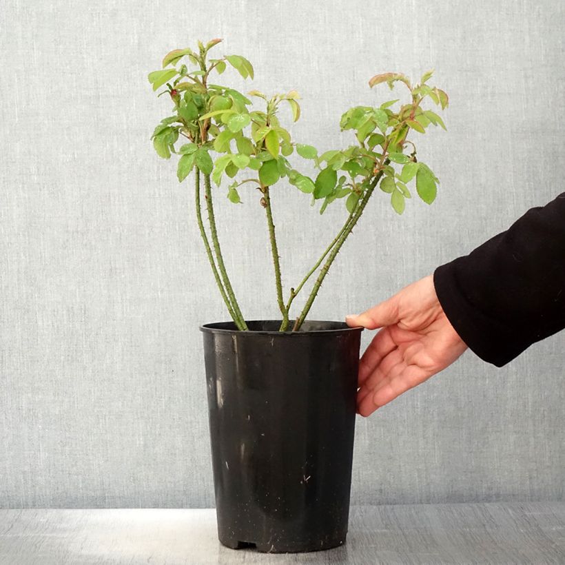 Rosa x Portland Madame Boll 4L/5L pot sample as delivered in spring