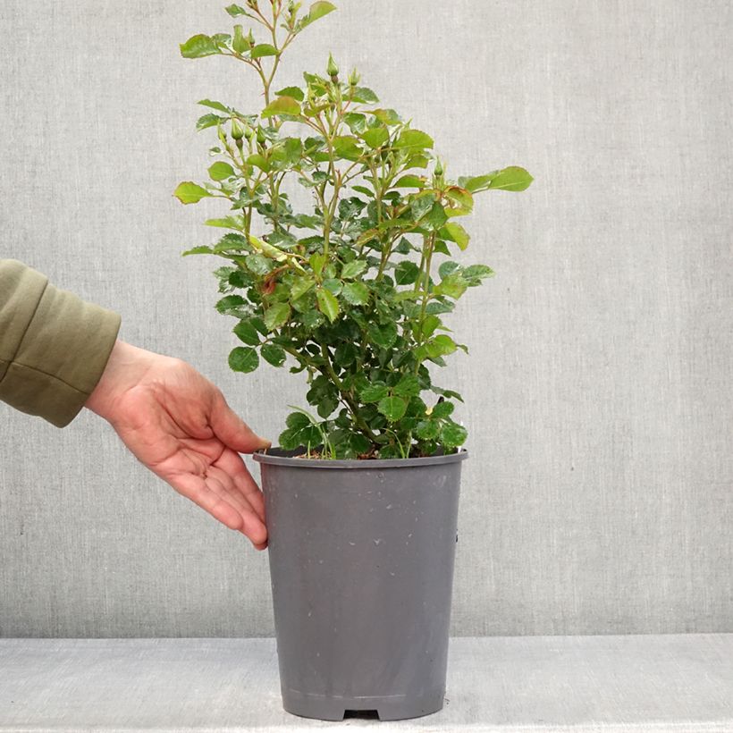 Rosa Aria Babylon Eyes - Miniature Persian Rose 4L/5L pot sample as delivered in spring