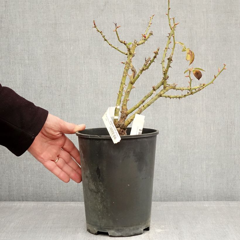 Rosa x polyantha Bordure d'Or - Polyantha Rose 3L/4L pot sample as delivered in winter