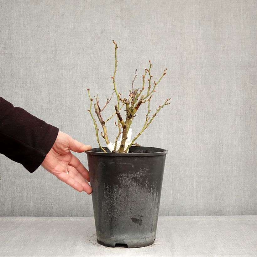 Rosa x polyantha Bordure Nacrée - Polyantha Rose 4L/5L pot sample as delivered in winter