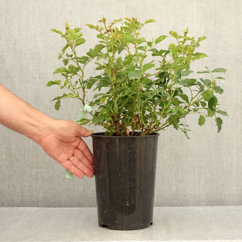 Rosa x persica Fancy Babylon Eyes - Persian Rose 4L/5L pot sample as delivered in summer