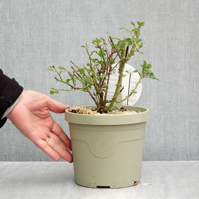 Rosa x polyantha - Lilliputs 'Mandarin' - Miniature Rose 1.5L/2L pot sample as delivered in autumn