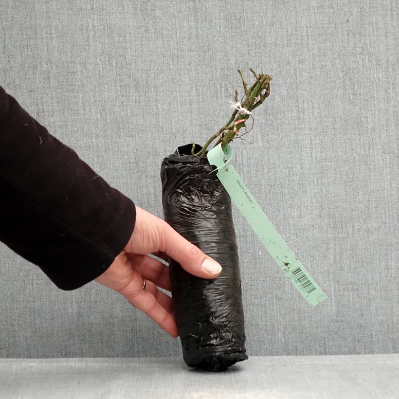 Rosa x polyantha LILLIPUTS Roxy - Dwarf Rose Wrapped bare root sample as delivered in winter