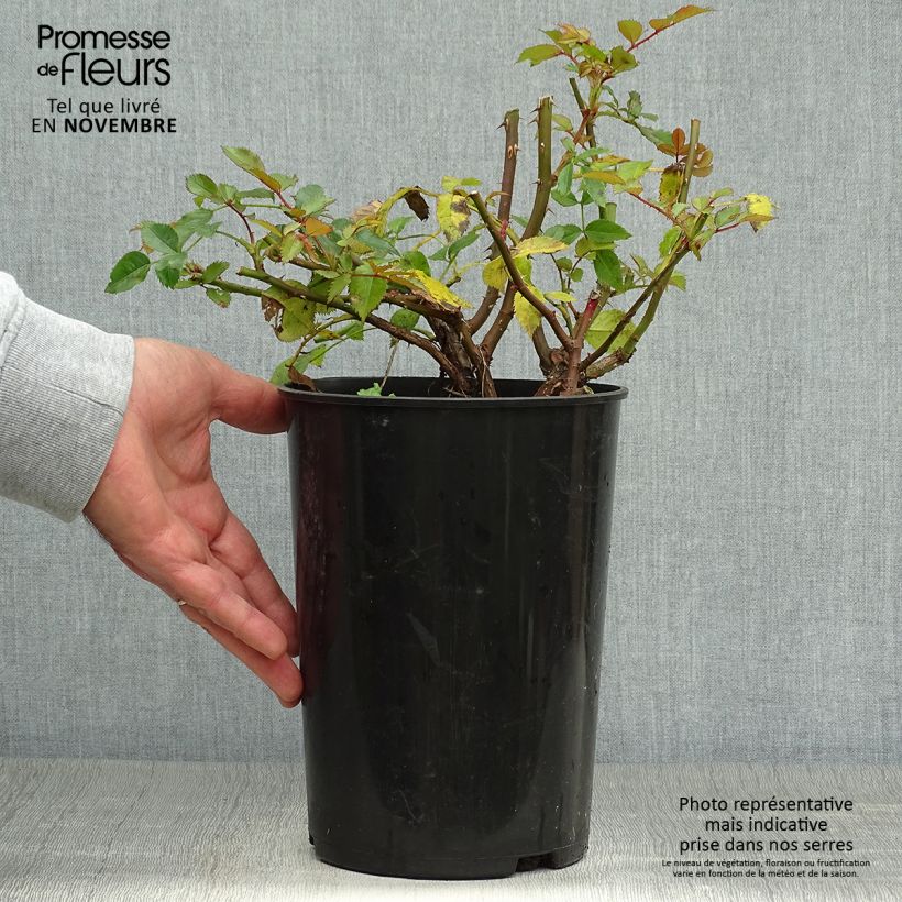 Rosa Maestro Babylon Eyes - Shrub rose 4L/5L pot sample as delivered in autumn