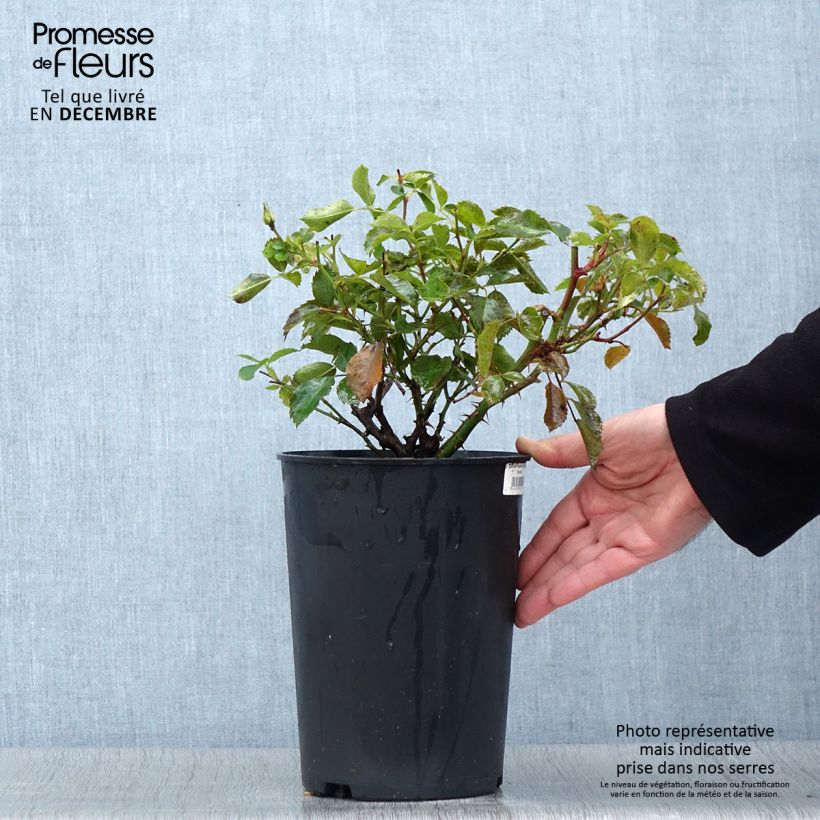 Rosa x persica 'Pastel Babylon Eyes' - Miniature Rose 4L/5L pot sample as delivered in autumn