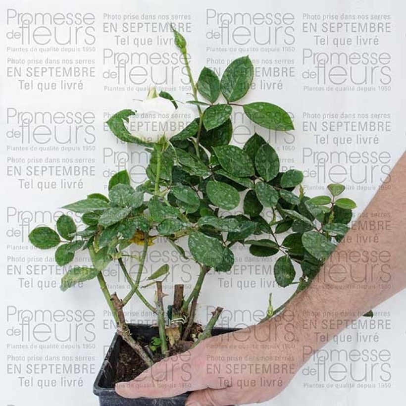 Example of Rosier Princesse de Galles  Racines nues en motte specimen as delivered