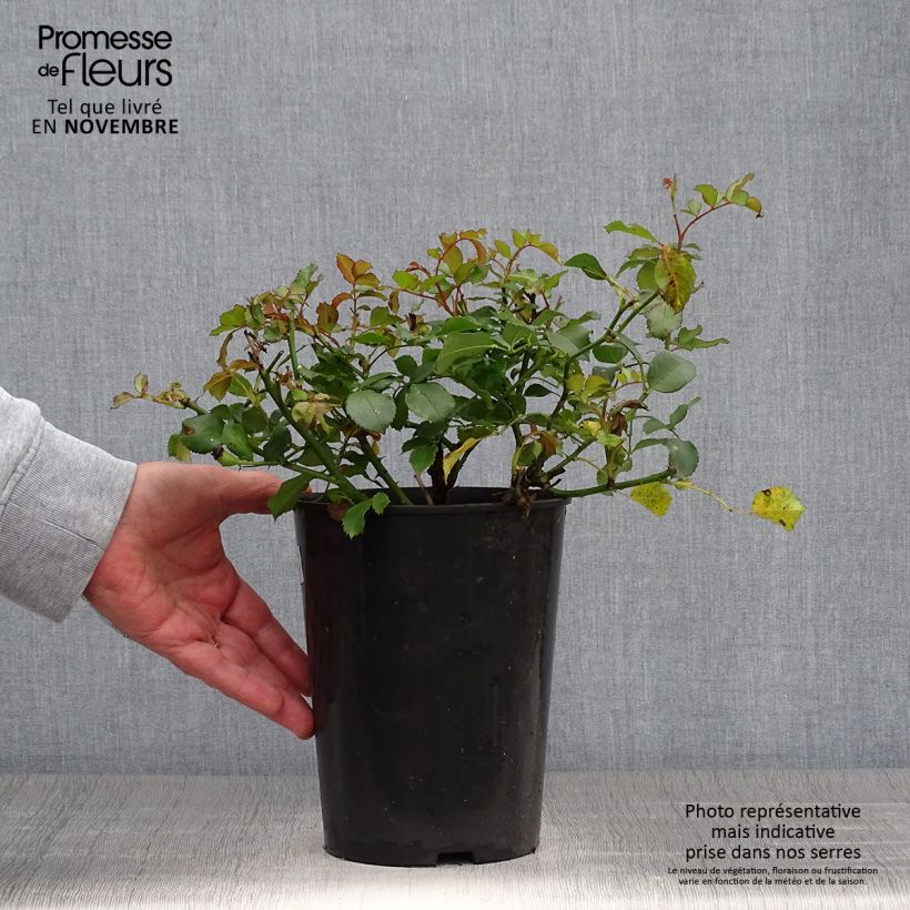 Rosa x polyantha 'Schneeküsschen' - Miniature Rose 2L/3L pot sample as delivered in autumn