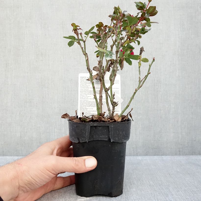 Rosa x polyantha Zepeti - Dwarf Rose 10cm/11cm pot sample as delivered in autumn