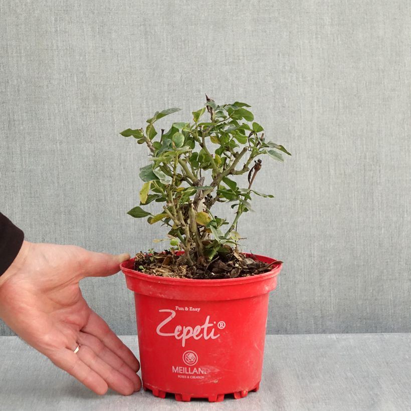 Yellow Courgette - Ferme de Sainte Marthe Seeds per pack of 15 seeds approximately sample as delivered in autumn